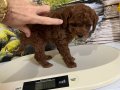 Çok Tatlı Orijinal Toy Poodle Yavrusu