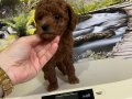 Çok Tatlı Orijinal Toy Poodle Yavrusu