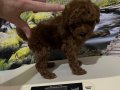 Harika Bir Kore Teacup Poodle Yavru 