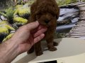 Harika Bir Kore Teacup Poodle Yavru 