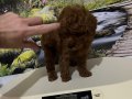 Harika Bir Kore Teacup Poodle Yavru 