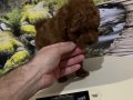 Harika Bir Kore Teacup Poodle Yavru 