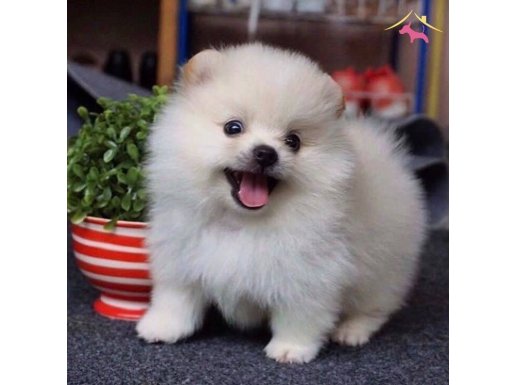 Gülen surat Pomeranian Boo yavrusu