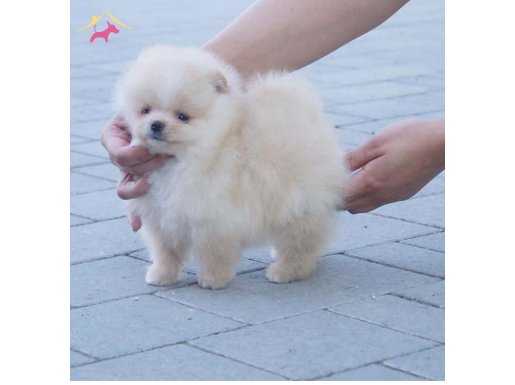 En uygun Pomeranian Boo yavruları 