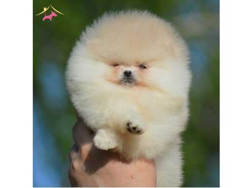 Irk ve sağlık kontrollü yavrular Pomeranian 