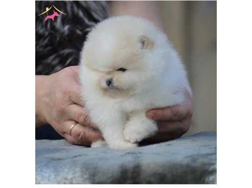 Mini boy Pomeranian teddyface Boo 