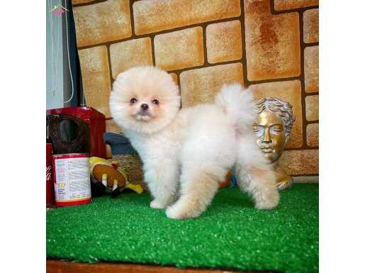 Mini boy Pomeranian Teddy 