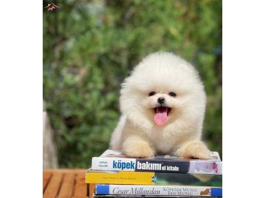 Pomeranian boo tip 