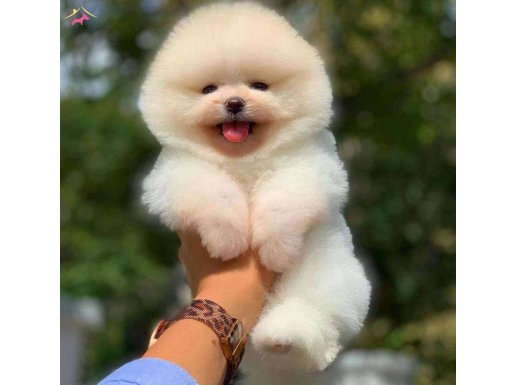 Pomeranian Gülen Tip