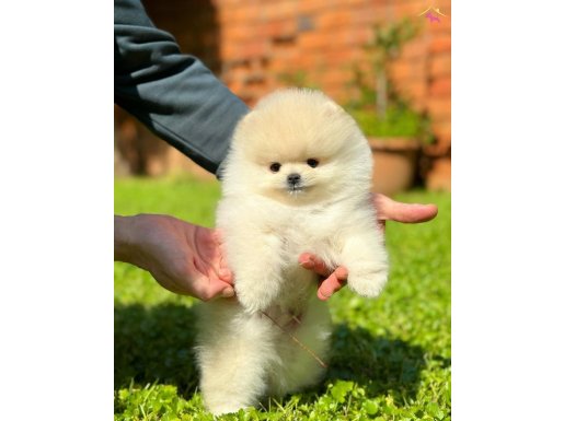 Pomeranian mini boy 