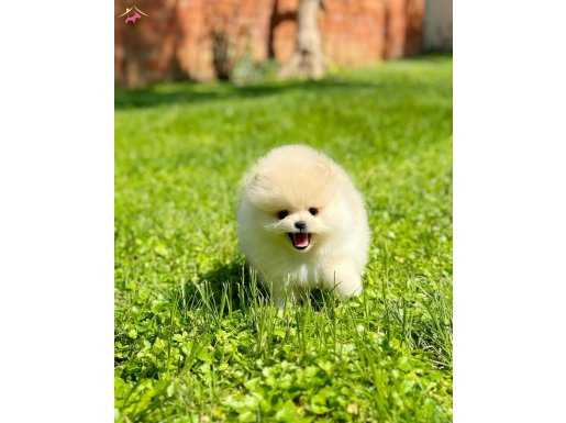 Pomeranian boo 