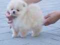En uygun Pomeranian Boo yavruları 