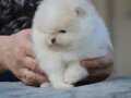 Mini boy Pomeranian teddyface Boo 