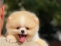 Pomeranian boo Teddyface 