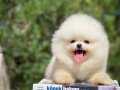 Pomeranian boo tip 