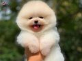 Pomeranian Gülen Tip