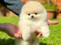 Pomeranian mini boy 