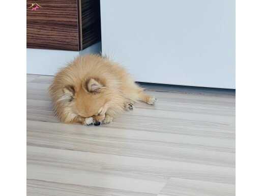2.400 Gr Show Erkek Pomeranian