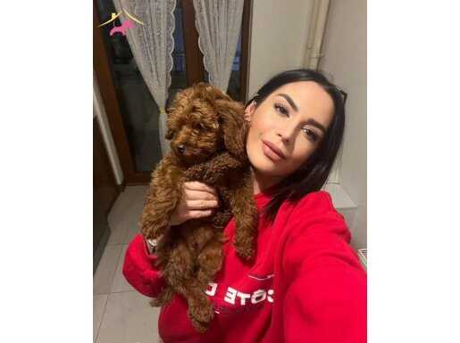 Toy Poodle, poodle bebek surat yavrular 