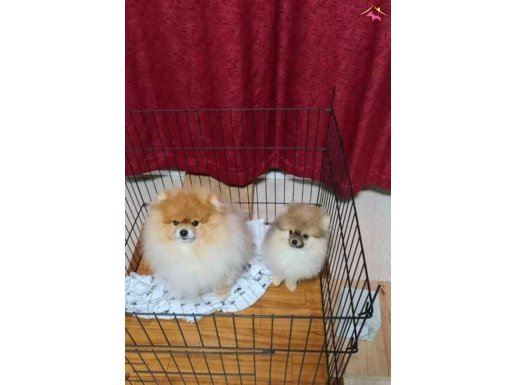 İrk garantılı pomerian yavrularımız 