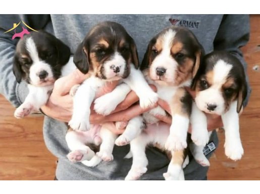 Safkan ırk garantılı beagle yavrularımız 
