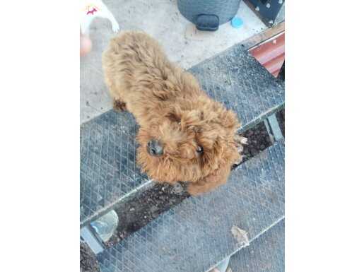 Son toy poodle erkek ve disimiz 