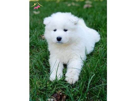 Irk ve sağlık garantili kar beyaz