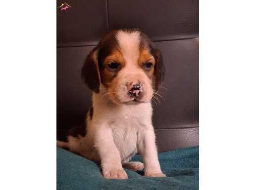 Safkan ırk garantılı beagle yavrularımız 