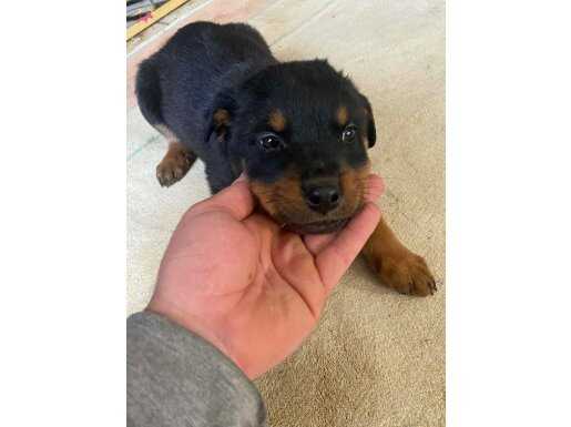 Irk garantili koca kafa çocuklar 