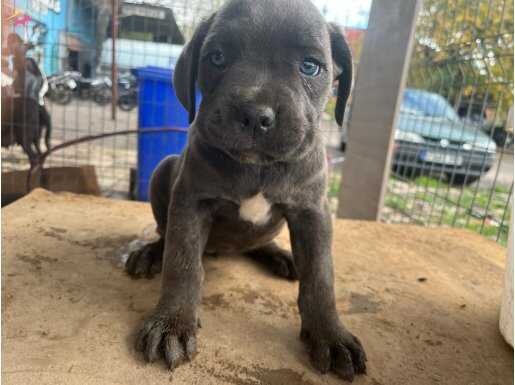 Uluslararası secereli cane Corsa yavrularimiz