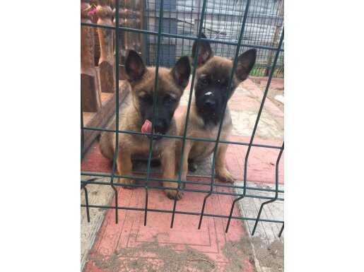 Scrlı Arama kurtarma köpegi yavruları 