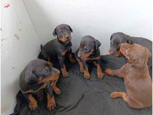 Secereli Safkan Doberman 