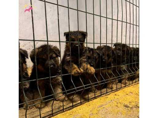 Safkan Alman kurtları 