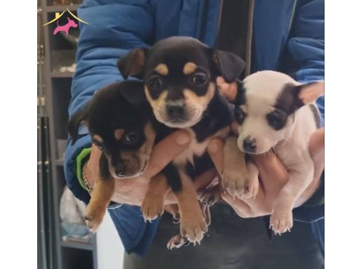 Ankara Keçiören Satılık Muhteşem Minyatür Pinscher Yavruları