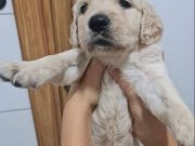 Muhteşem Golden Bebekler 