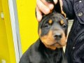 Secereli Safkan Doberman 