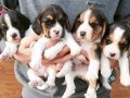 Safkan ırk garantılı beagle yavrularımız 