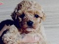Toy poodle bebeklerimiz 