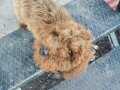 Son toy poodle erkek ve disimiz 