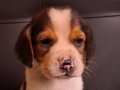 Safkan ırk garantılı beagle yavrularımız 