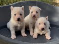 Kaliteli  beyaz Husky yavrular 
