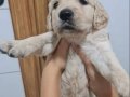 Muhteşem Golden Bebekler 