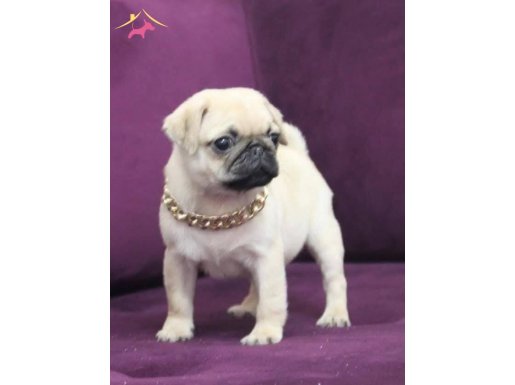 Pugg mops dişi yavrumuz hazır
