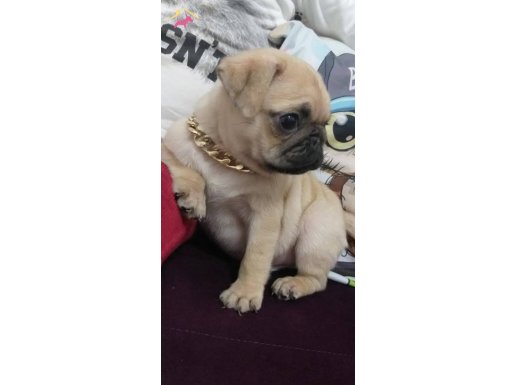 Pugg mops bebeklerimiz hazır 