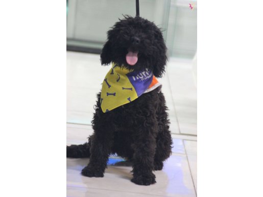 Black dişimiz yeni yuvasına gıtmeye hazır