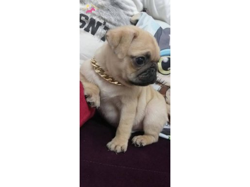 Kalite asla tesadüf değildir