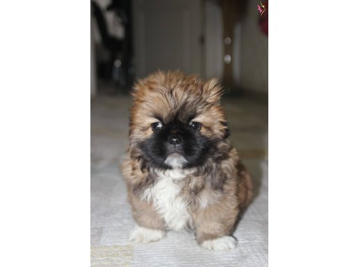 2 aylık pekinez bebeyimiz hazır