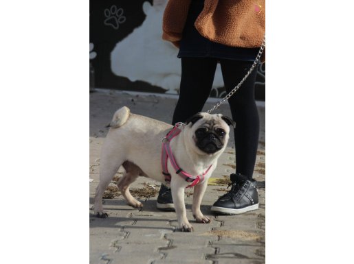 Irk Garantili Damızlık Pug