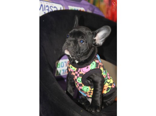Maskeli ve Sosyal 7 Aylık French Bulldog | Ev Düzeni Eğitimli