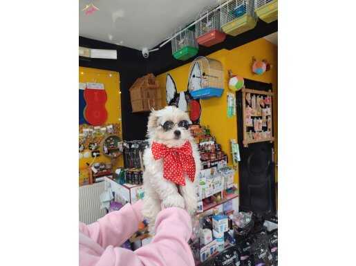 Üst düzey beyaz maltipolar 